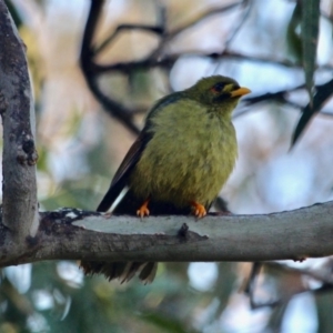 Manorina melanophrys at Pambula Beach, NSW - 24 Apr 2018 08:59 AM