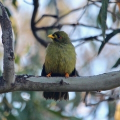 Manorina melanophrys at Pambula Beach, NSW - 24 Apr 2018