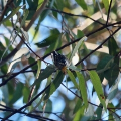 Pardalotus punctatus (Spotted Pardalote) at Ben Boyd National Park - 24 Apr 2018 by RossMannell