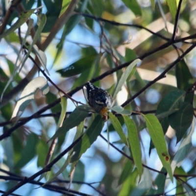 Pardalotus punctatus (Spotted Pardalote) at Pambula Beach, NSW - 24 Apr 2018 by RossMannell