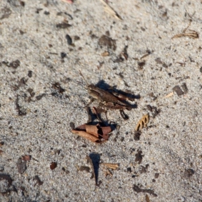 Phaulacridium vittatum (Wingless Grasshopper) at Ben Boyd National Park - 24 Apr 2018 by RossMannell
