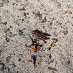 Phaulacridium vittatum (Wingless Grasshopper) at Pambula Beach, NSW - 24 Apr 2018 by RossMannell