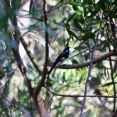 Phylidonyris novaehollandiae (New Holland Honeyeater) at Pambula Beach, NSW - 24 Apr 2018 by RossMannell