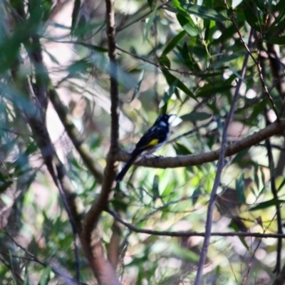 Phylidonyris novaehollandiae (New Holland Honeyeater) at Pambula Beach, NSW - 24 Apr 2018 by RossMannell