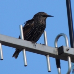Sturnus vulgaris (Common Starling) at Molonglo Valley, ACT - 28 Mar 2018 by MichaelBedingfield