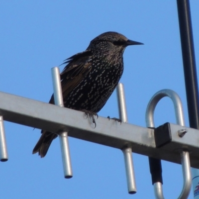 Sturnus vulgaris (Common Starling) at Molonglo Valley, ACT - 28 Mar 2018 by michaelb