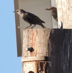 Sturnus vulgaris at Molonglo River Reserve - 28 Mar 2018