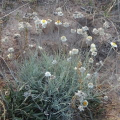 Leucochrysum albicans subsp. tricolor (Hoary Sunray) at Molonglo Valley, ACT - 28 Mar 2018 by michaelb