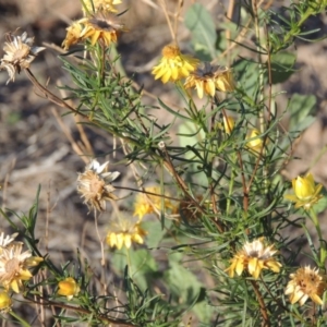 Xerochrysum viscosum at Molonglo River Reserve - 28 Mar 2018 06:52 PM