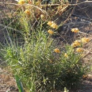 Xerochrysum viscosum at Molonglo River Reserve - 28 Mar 2018