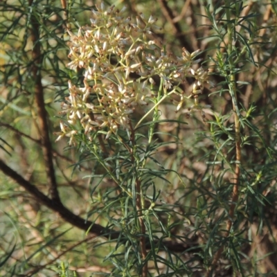 Cassinia quinquefaria (Rosemary Cassinia) at Molonglo River Reserve - 28 Mar 2018 by michaelb