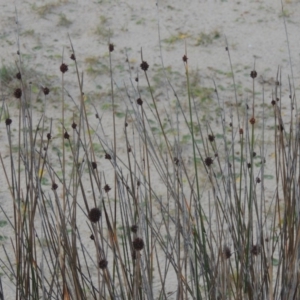 Ficinia nodosa at Batemans Marine Park - 6 Jun 2014