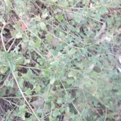 Einadia hastata (Berry Saltbush) at Sullivans Creek, Acton - 24 Apr 2018 by MichaelMulvaney