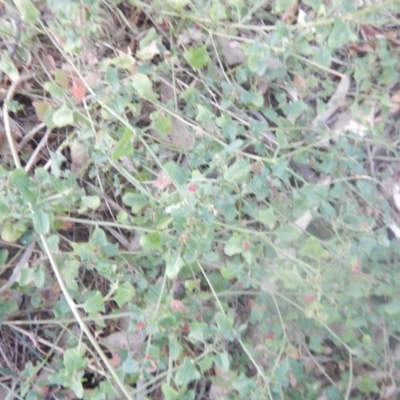 Einadia hastata (Berry Saltbush) at Acton, ACT - 24 Apr 2018 by MichaelMulvaney