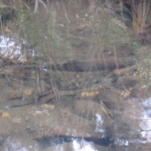 Oncorhynchus mykiss at Kosciuszko National Park, NSW - 22 Apr 2018 03:05 PM