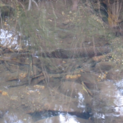 Oncorhynchus mykiss (Rainbow Trout) at Kosciuszko National Park, NSW - 22 Apr 2018 by KShort