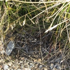 Tasmanicosa sp. (genus) (Tasmanicosa wolf spider) at Charlotte Pass - Kosciuszko NP - 24 Apr 2018 by KShort