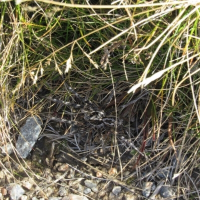 Tasmanicosa sp. (genus) (Unidentified Tasmanicosa wolf spider) at Charlotte Pass - Kosciuszko NP - 24 Apr 2018 by KShort