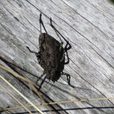 Acripeza reticulata (Mountain Katydid) at Kosciuszko National Park - 23 Apr 2018 by KShort