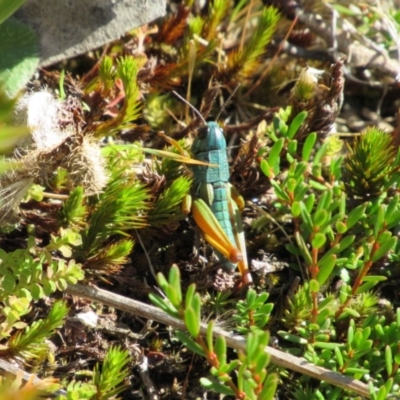 Kosciuscola tristis (Chameleon Grasshopper) at Kosciuszko National Park - 23 Apr 2018 by KShort