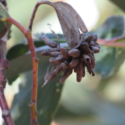 Unidentified Scale insect or Mealybug (Hemiptera, Coccoidea) at Kosciuszko National Park, NSW - 22 Apr 2018 by KShort