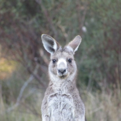 Macropus giganteus (Eastern Grey Kangaroo) at Kosciuszko National Park, NSW - 22 Apr 2018 by KShort