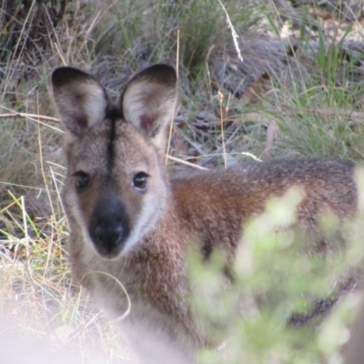 Notamacropus rufogriseus (Red-necked Wallaby) at Kosciuszko National Park, NSW - 22 Apr 2018 by KShort