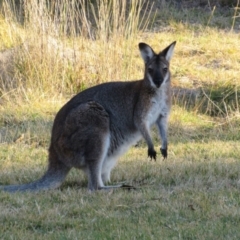 Notamacropus rufogriseus (Red-necked Wallaby) at Kosciuszko National Park, NSW - 22 Apr 2018 by KShort