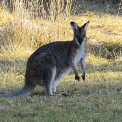 Notamacropus rufogriseus (Red-necked Wallaby) at Kosciuszko National Park - 22 Apr 2018 by KShort