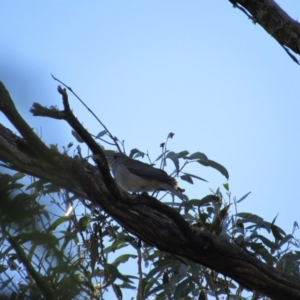 Colluricincla harmonica at Kosciuszko National Park, NSW - 22 Apr 2018