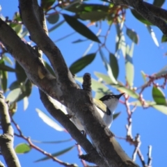 Melithreptus lunatus (White-naped Honeyeater) at Kosciuszko National Park - 23 Apr 2018 by KShort