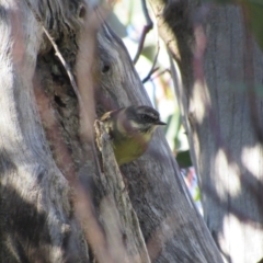 Sericornis frontalis (White-browed Scrubwren) at Kosciuszko National Park - 23 Apr 2018 by KShort