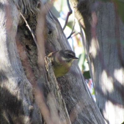 Sericornis frontalis (White-browed Scrubwren) at Kosciuszko National Park - 23 Apr 2018 by KShort