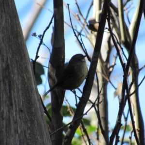 Sericornis frontalis at Kosciuszko National Park, NSW - 23 Apr 2018