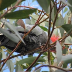 Callocephalon fimbriatum (Gang-gang Cockatoo) at Kosciuszko National Park - 22 Apr 2018 by KShort