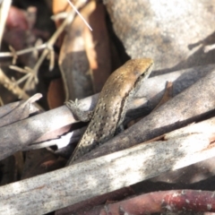 Lampropholis guichenoti (Common Garden Skink) at Kosciuszko National Park, NSW - 22 Apr 2018 by KShort