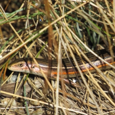 Pseudemoia pagenstecheri (Grassland Tussock-skink) at Kosciuszko National Park, NSW - 23 Apr 2018 by KShort