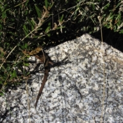 Pseudemoia pagenstecheri (Grassland Tussock-skink) at Kosciuszko National Park - 23 Apr 2018 by KShort