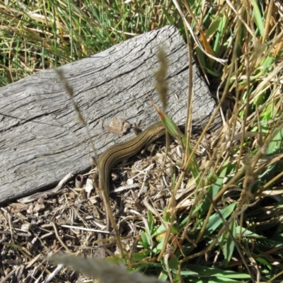 Pseudemoia pagenstecheri (Grassland Tussock-skink) at Kosciuszko National Park, NSW - 23 Apr 2018 by KShort