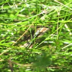 Pseudemoia pagenstecheri (Grassland Tussock-skink) at Kosciuszko National Park - 24 Apr 2018 by KShort