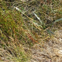 Pseudemoia pagenstecheri (Grassland Tussock-skink) at Kosciuszko National Park - 24 Apr 2018 by KShort