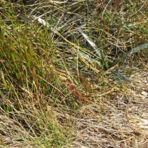Pseudemoia pagenstecheri at Kosciuszko National Park, NSW - 24 Apr 2018