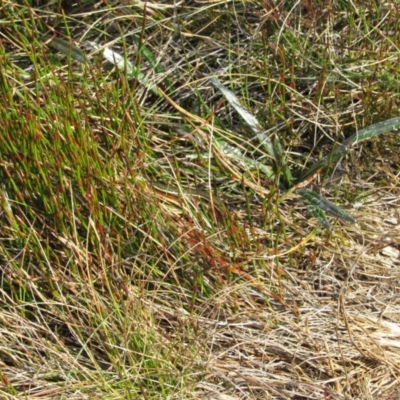 Pseudemoia pagenstecheri (Grassland Tussock-skink) at Kosciuszko National Park - 24 Apr 2018 by KShort