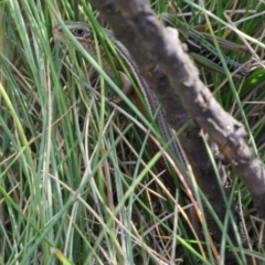 Pseudemoia pagenstecheri (Grassland Tussock-skink) at Kosciuszko National Park - 24 Apr 2018 by KShort