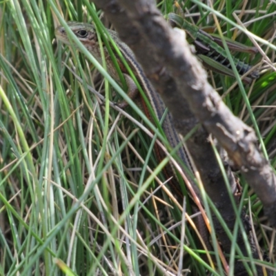 Pseudemoia pagenstecheri (Grassland Tussock-skink) at Kosciuszko National Park - 24 Apr 2018 by KShort