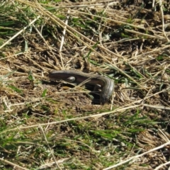 Pseudemoia pagenstecheri (Grassland Tussock-skink) at Kosciuszko National Park - 23 Apr 2018 by KShort