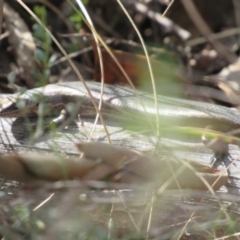 Pseudemoia entrecasteauxii (Woodland Tussock-skink) at Kosciuszko National Park, NSW - 22 Apr 2018 by KShort