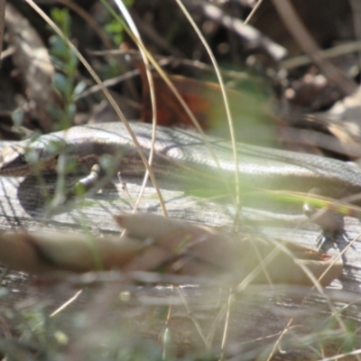 Pseudemoia entrecasteauxii (Woodland Tussock-skink) at Kosciuszko National Park, NSW - 22 Apr 2018 by KShort