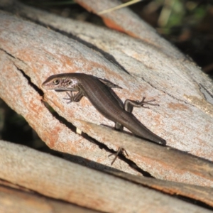 Pseudemoia entrecasteauxii at Kosciuszko National Park, NSW - 22 Apr 2018