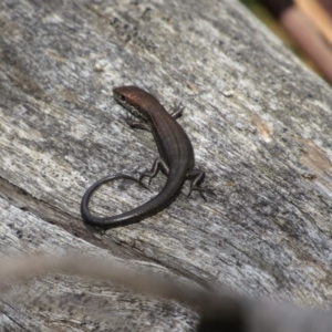 Pseudemoia entrecasteauxii at Kosciuszko National Park, NSW - 22 Apr 2018